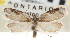  (Acleris simpliciana - CNCLEP00103416)  @15 [ ] CreativeCommons - Attribution (2013) CNC/CBG Photography Group Centre for Biodiversity Genomics