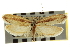  ( - CNCLEP00103916)  @11 [ ] CreativeCommons - Attribution (2013) CBG Photography Group Centre for Biodiversity Genomics