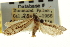  ( - CNCLEP00103935)  @11 [ ] CreativeCommons - Attribution (2013) CBG Photography Group Centre for Biodiversity Genomics