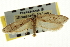  ( - CNCLEP00103936)  @11 [ ] CreativeCommons - Attribution (2013) CBG Photography Group Centre for Biodiversity Genomics