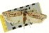  ( - CNCLEP00103938)  @11 [ ] CreativeCommons - Attribution (2013) CBG Photography Group Centre for Biodiversity Genomics