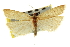  ( - CNCLEP00103953)  @11 [ ] CreativeCommons - Attribution (2013) CBG Photography Group Centre for Biodiversity Genomics