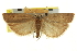  ( - CNCLEP00103954)  @14 [ ] CreativeCommons - Attribution (2013) CBG Photography Group Centre for Biodiversity Genomics