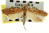  ( - CNCLEP00103955)  @11 [ ] CreativeCommons - Attribution (2013) CBG Photography Group Centre for Biodiversity Genomics