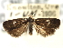  (Menesta tortriciformella - CNCLEP00103957)  @11 [ ] CreativeCommons - Attribution (2013) CBG Photography Group Centre for Biodiversity Genomics