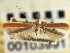  (Caloptilia pulchella - CNCLEP00103991)  @11 [ ] CreativeCommons - Attribution (2013) CBG Photography Group Centre for Biodiversity Genomics