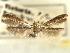  ( - CNCLEP00103993)  @11 [ ] CreativeCommons - Attribution (2013) CBG Photography Group Centre for Biodiversity Genomics