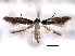  ( - CNCLEP00103996)  @11 [ ] CreativeCommons - Attribution (2013) CBG Photography Group Centre for Biodiversity Genomics