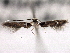  ( - CNCLEP00104001)  @11 [ ] CreativeCommons - Attribution (2013) CBG Photography Group Centre for Biodiversity Genomics