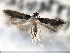  ( - CNCLEP00104002)  @11 [ ] CreativeCommons - Attribution (2013) CBG Photography Group Centre for Biodiversity Genomics