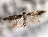  ( - CNCLEP00104004)  @11 [ ] CreativeCommons - Attribution (2013) CBG Photography Group Centre for Biodiversity Genomics