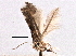  (Marmara salictella - CNCLEP00104011)  @11 [ ] CreativeCommons - Attribution (2013) CBG Photography Group Centre for Biodiversity Genomics