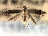  ( - CNCLEP00104033)  @11 [ ] CreativeCommons - Attribution (2013) CBG Photography Group Centre for Biodiversity Genomics