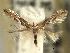  ( - CNCLEP00104091)  @11 [ ] CreativeCommons - Attribution (2013) CBG Photography Group Centre for Biodiversity Genomics