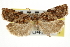  ( - CNCLEP00104206)  @11 [ ] CreativeCommons - Attribution (2013) CBG Photography Group Centre for Biodiversity Genomics