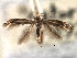  ( - CNCLEP00104237)  @11 [ ] CreativeCommons - Attribution (2013) CBG Photography Group Centre for Biodiversity Genomics