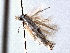  (Bucculatrix angustisquamella - CNCLEP00104242)  @11 [ ] CreativeCommons - Attribution (2013) CBG Photography Group Centre for Biodiversity Genomics