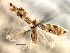  ( - CNCLEP00104248)  @11 [ ] CreativeCommons - Attribution (2013) CBG Photography Group Centre for Biodiversity Genomics