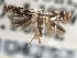  ( - CNCLEP00104252)  @11 [ ] CreativeCommons - Attribution (2013) CBG Photography Group Centre for Biodiversity Genomics