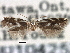  ( - CNCLEP00104253)  @11 [ ] CreativeCommons - Attribution (2013) CBG Photography Group Centre for Biodiversity Genomics