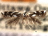  ( - CNCLEP00104254)  @11 [ ] CreativeCommons - Attribution (2013) CBG Photography Group Centre for Biodiversity Genomics