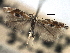  (Bucculatrix divisa - CNCLEP00104258)  @11 [ ] CreativeCommons - Attribution (2013) CBG Photography Group Centre for Biodiversity Genomics