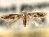  ( - CNCLEP00104263)  @11 [ ] CreativeCommons - Attribution (2013) CBG Photography Group Centre for Biodiversity Genomics