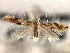  ( - CNCLEP00104264)  @11 [ ] CreativeCommons - Attribution (2013) CBG Photography Group Centre for Biodiversity Genomics