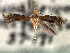  ( - CNCLEP00104266)  @11 [ ] CreativeCommons - Attribution (2013) CBG Photography Group Centre for Biodiversity Genomics
