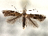  ( - CNCLEP00104267)  @11 [ ] CreativeCommons - Attribution (2013) CBG Photography Group Centre for Biodiversity Genomics