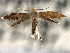  ( - CNCLEP00104268)  @11 [ ] CreativeCommons - Attribution (2013) CBG Photography Group Centre for Biodiversity Genomics