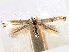  ( - CNCLEP00104271)  @11 [ ] CreativeCommons - Attribution (2013) CBG Photography Group Centre for Biodiversity Genomics