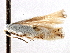  (Bucculatrix eurotiella - CNCLEP00104272)  @11 [ ] CreativeCommons - Attribution (2013) CBG Photography Group Centre for Biodiversity Genomics