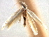  (Bucculatrix inusitata - CNCLEP00104273)  @11 [ ] CreativeCommons - Attribution (2013) CBG Photography Group Centre for Biodiversity Genomics