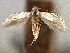  ( - CNCLEP00104274)  @11 [ ] CreativeCommons - Attribution (2013) CBG Photography Group Centre for Biodiversity Genomics