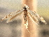  ( - CNCLEP00104275)  @11 [ ] CreativeCommons - Attribution (2013) CBG Photography Group Centre for Biodiversity Genomics