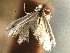  ( - CNCLEP00104280)  @11 [ ] CreativeCommons - Attribution (2013) CBG Photography Group Centre for Biodiversity Genomics