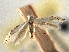  (Bucculatrix montana - CNCLEP00104288)  @11 [ ] CreativeCommons - Attribution (2013) CBG Photography Group Centre for Biodiversity Genomics