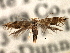  ( - CNCLEP00104291)  @11 [ ] CreativeCommons - Attribution (2013) CBG Photography Group Centre for Biodiversity Genomics