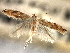  ( - CNCLEP00104293)  @11 [ ] CreativeCommons - Attribution (2013) CBG Photography Group Centre for Biodiversity Genomics