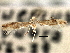  ( - CNCLEP00104294)  @11 [ ] CreativeCommons - Attribution (2013) CBG Photography Group Centre for Biodiversity Genomics