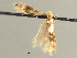  ( - CNCLEP00104296)  @11 [ ] CreativeCommons - Attribution (2013) CBG Photography Group Centre for Biodiversity Genomics