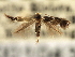  ( - CNCLEP00104307)  @11 [ ] CreativeCommons - Attribution (2013) CBG Photography Group Centre for Biodiversity Genomics