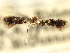  ( - CNCLEP00104308)  @11 [ ] CreativeCommons - Attribution (2013) CBG Photography Group Centre for Biodiversity Genomics