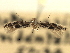  ( - CNCLEP00104317)  @11 [ ] CreativeCommons - Attribution (2013) CBG Photography Group Centre for Biodiversity Genomics