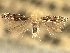  ( - CNCLEP00104319)  @11 [ ] CreativeCommons - Attribution (2013) CBG Photography Group Centre for Biodiversity Genomics