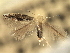  ( - CNCLEP00104320)  @11 [ ] CreativeCommons - Attribution (2013) CBG Photography Group Centre for Biodiversity Genomics