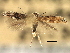  ( - CNCLEP00104321)  @11 [ ] CreativeCommons - Attribution (2013) CBG Photography Group Centre for Biodiversity Genomics