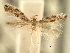  (Bucculatrix variabilis - CNCLEP00104322)  @11 [ ] CreativeCommons - Attribution (2013) CBG Photography Group Centre for Biodiversity Genomics