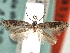  (Elachista haldarella - CNCLEP00104592)  @11 [ ] CreativeCommons - Attribution (2013) CBG Photography Group Centre for Biodiversity Genomics